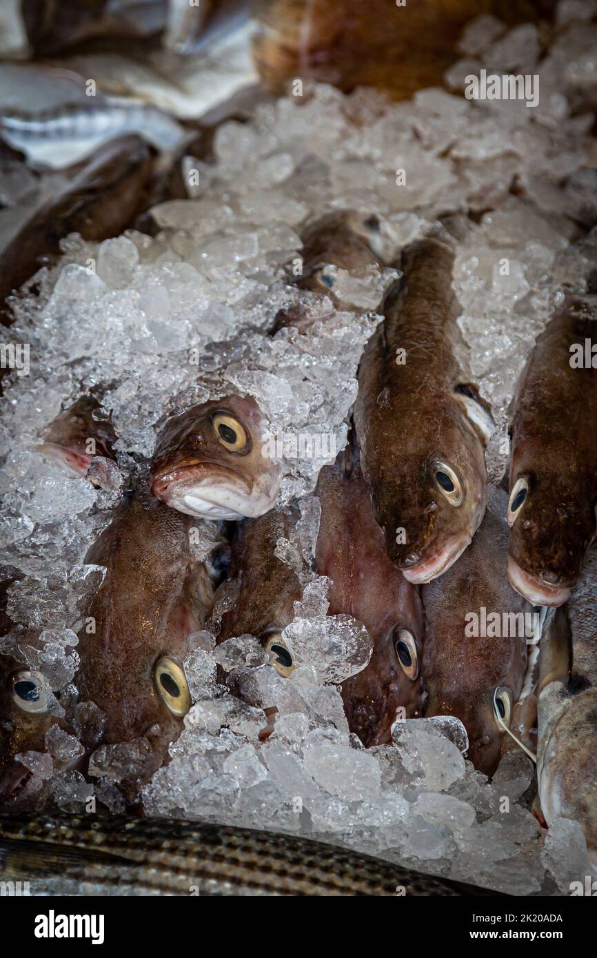Pescado fresco a la venta en un puesto de pescaderos Foto de stock