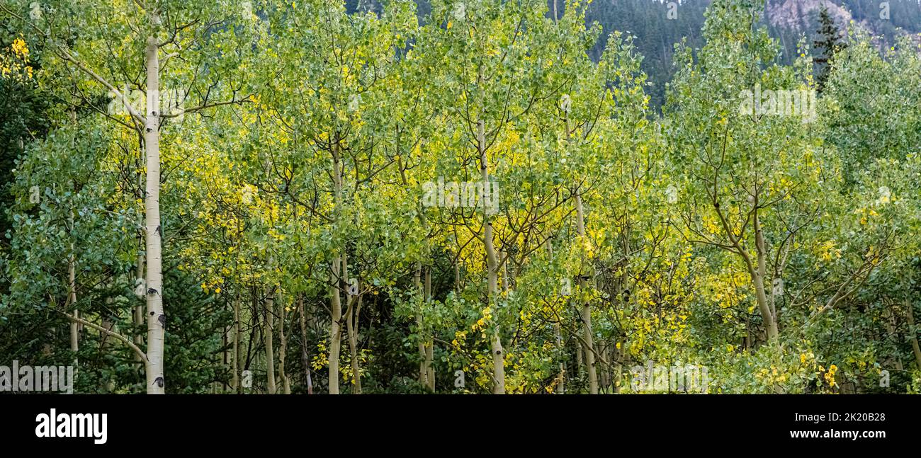 Árboles de Aspen, Colorado, Estados Unidos Foto de stock