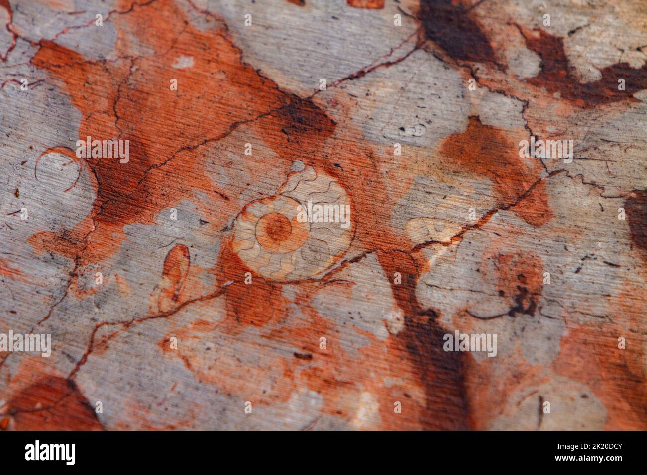 Detalle de primer plano de la piedra caliza roja fossiliferosa Foto de stock
