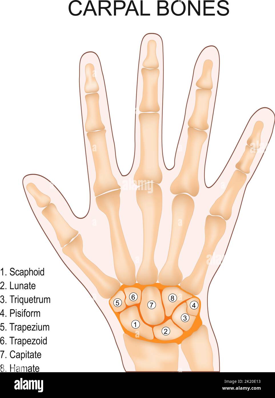 Huesos carpiano. Anatomía humana de la mano. Huesos pequeños de la muñeca: Escafoides, lunares, triquetrón, pisiformes, trapecio, Trapezoide, capitado y hamate. Vector Ilustración del Vector