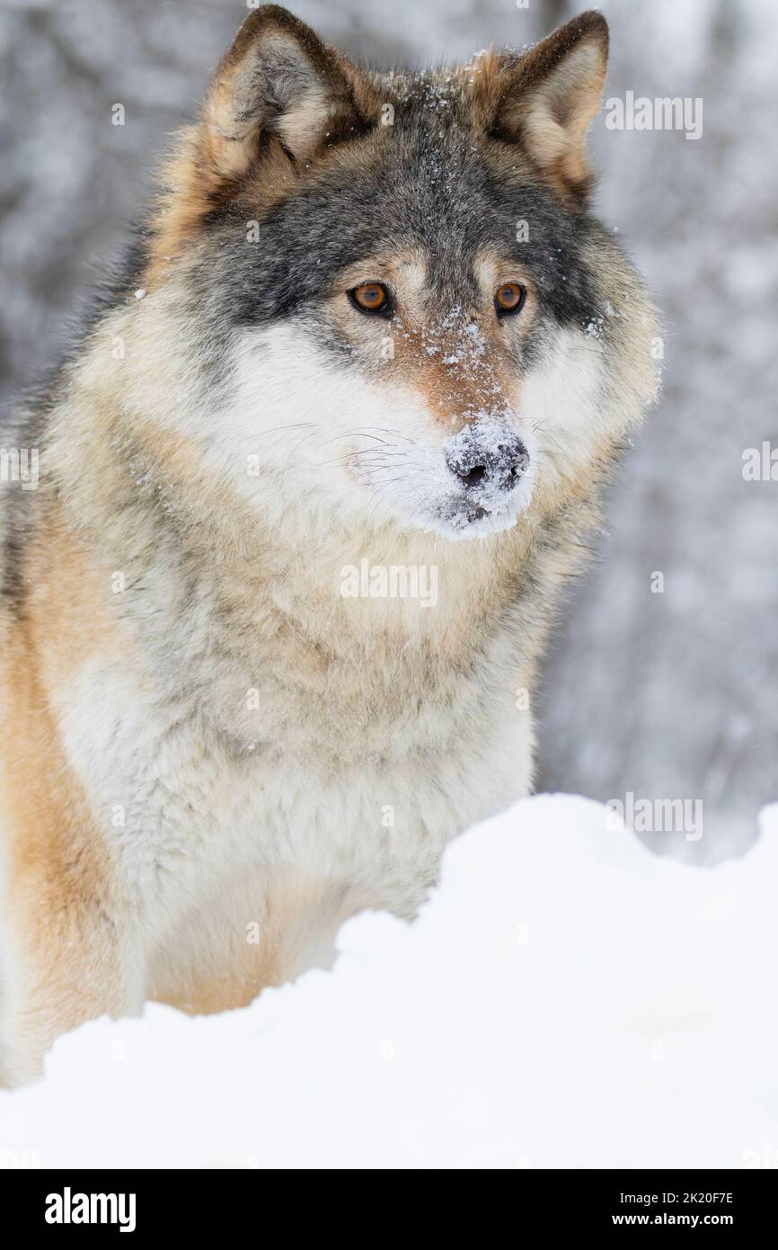 Primer plano del lobo parado en el hermoso y frío bosque de invierno Foto de stock