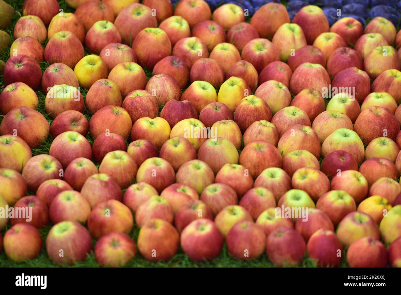 Pruebe con manzanas en la feria Tulln Garden Fair Foto de stock