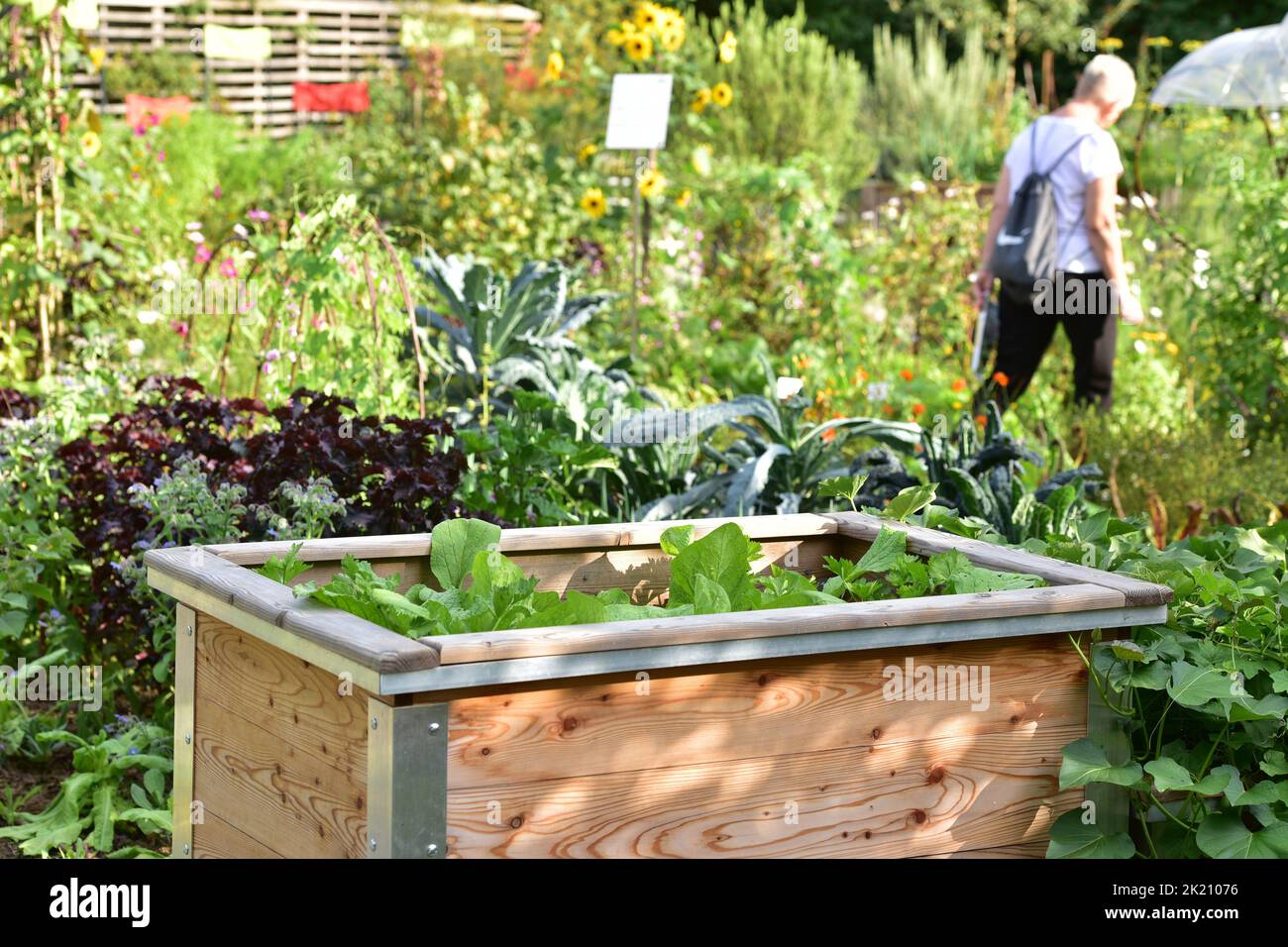 Un lecho elevado de lechuga y verduras en un jardín Foto de stock