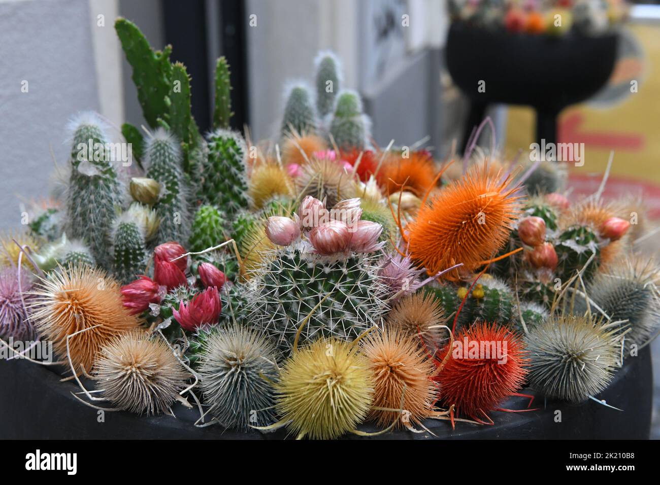 Arreglo floral decorativo con cactus Foto de stock