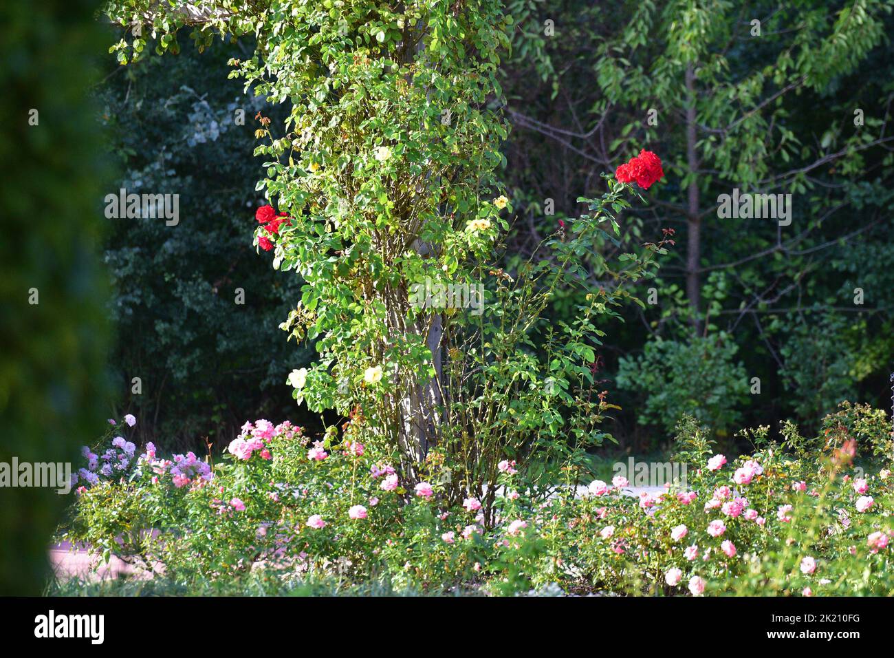 Rosas rojas en el jardín de Tulln Foto de stock