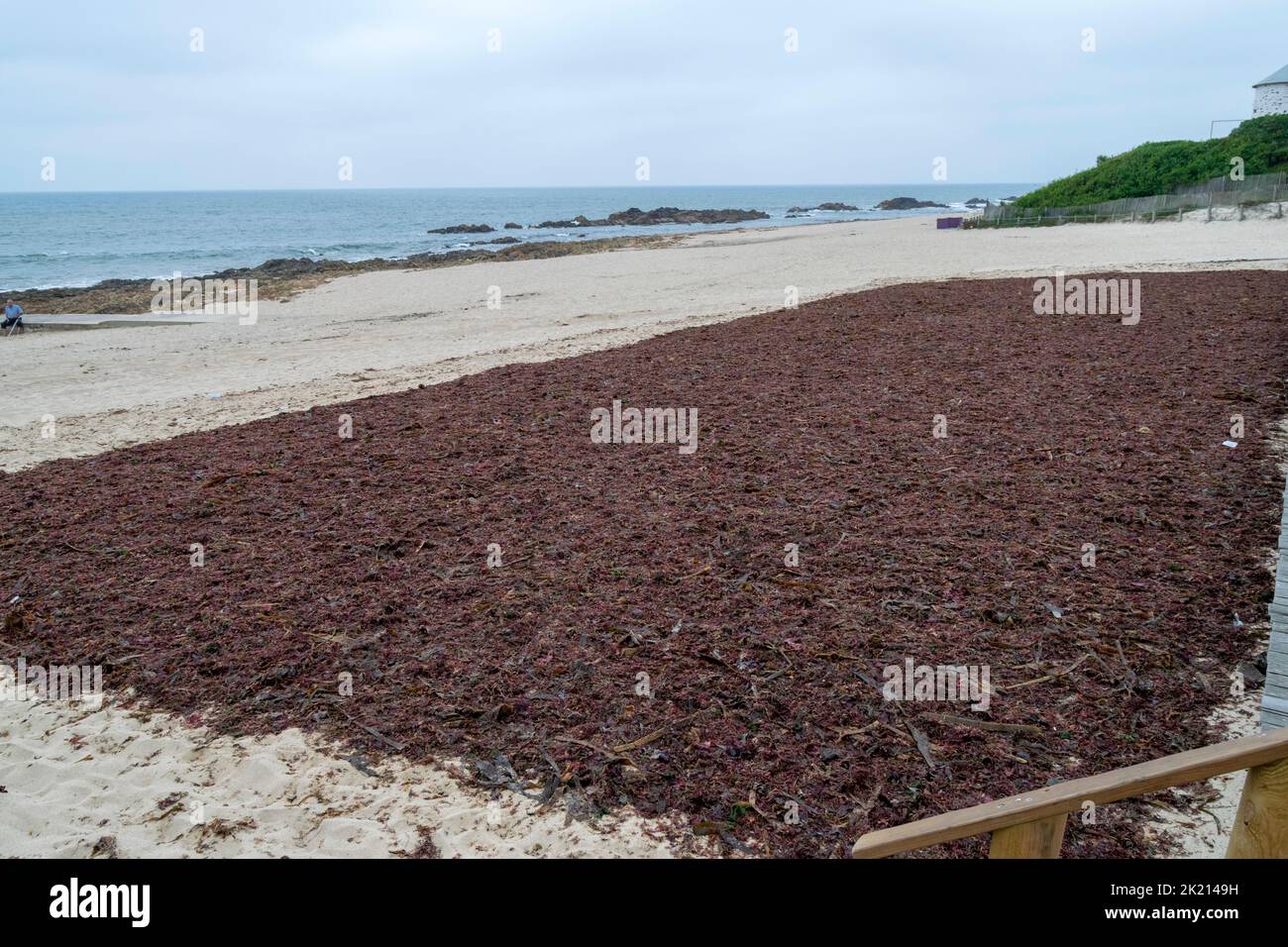 Sargassum, plantas de playa utilizadas para la industria cosmética y la agricultura. Sargaço Apúlia. Fertilizante natural para la agricultura biológica. Foto de stock