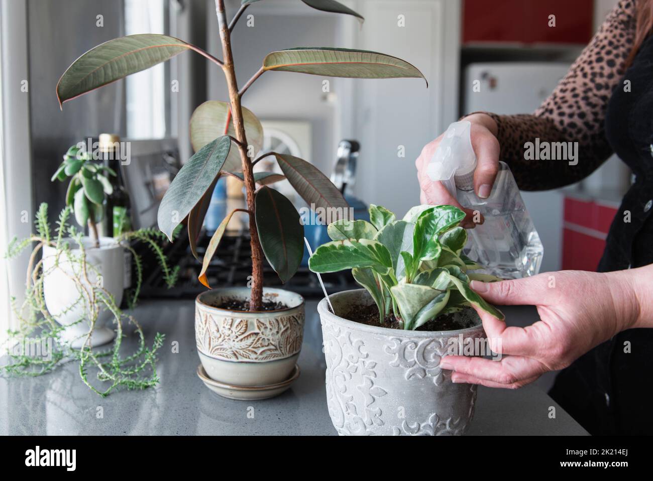 Mujer madura rociando plantas de casa en la cocina Foto de stock