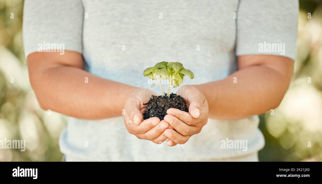 Mano, planta y suelo con crecimiento en las manos de una mujer para la sostenibilidad y el desarrollo de un medio ambiente o sistema ecológico. Sostenible Foto de stock