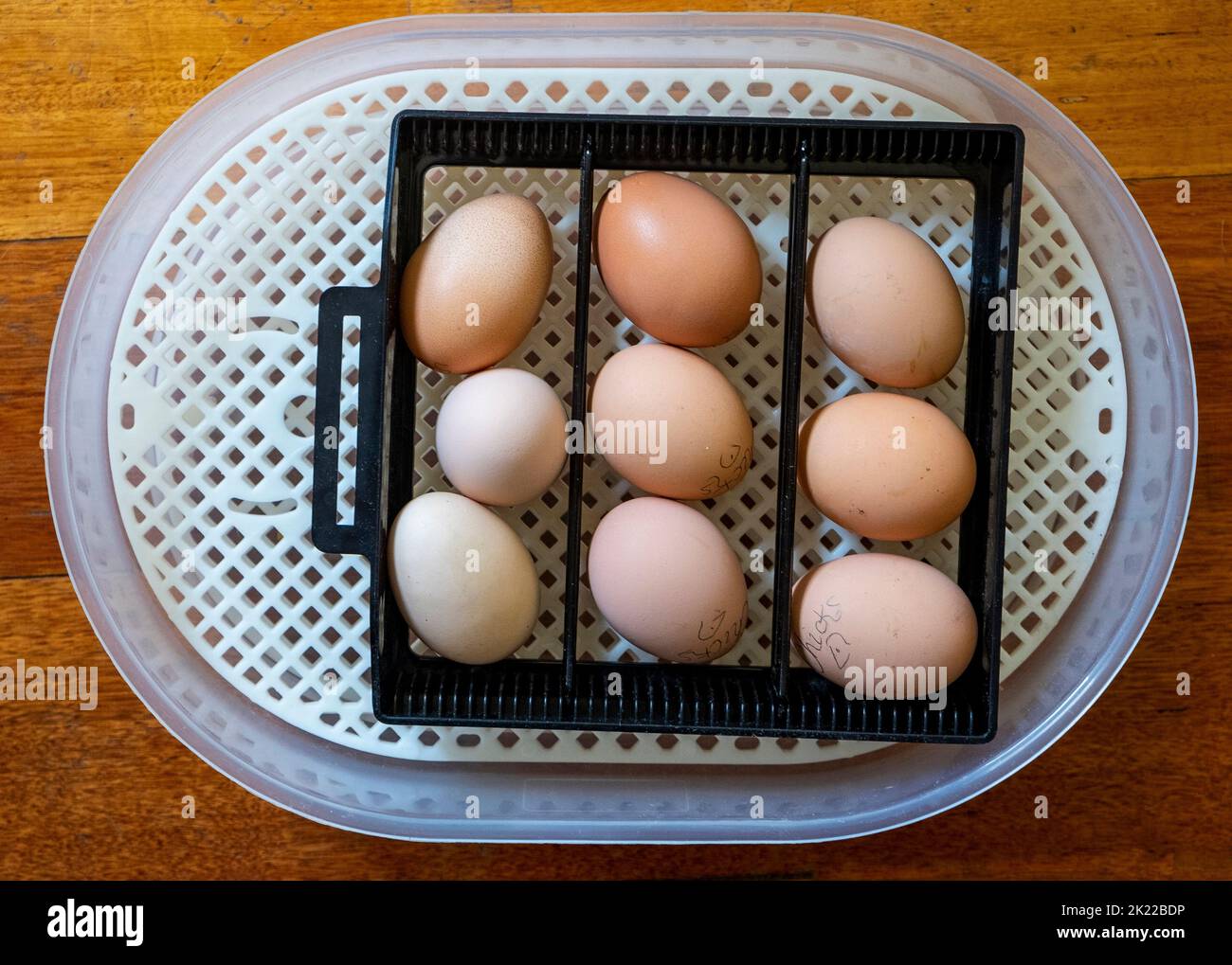 incubadora eléctrica de 220-240 voltios con control de temperatura y mecanismo de torneado automático de huevos que muestra la bandeja de torneado automático de huevos con 9 huevos Foto de stock