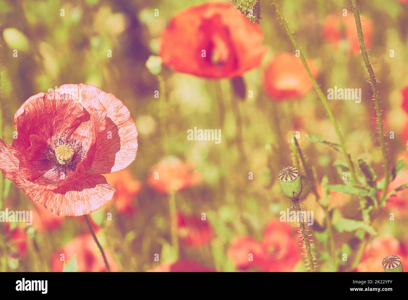 Flores silvestres de amapola roja delicada de cerca Foto de stock