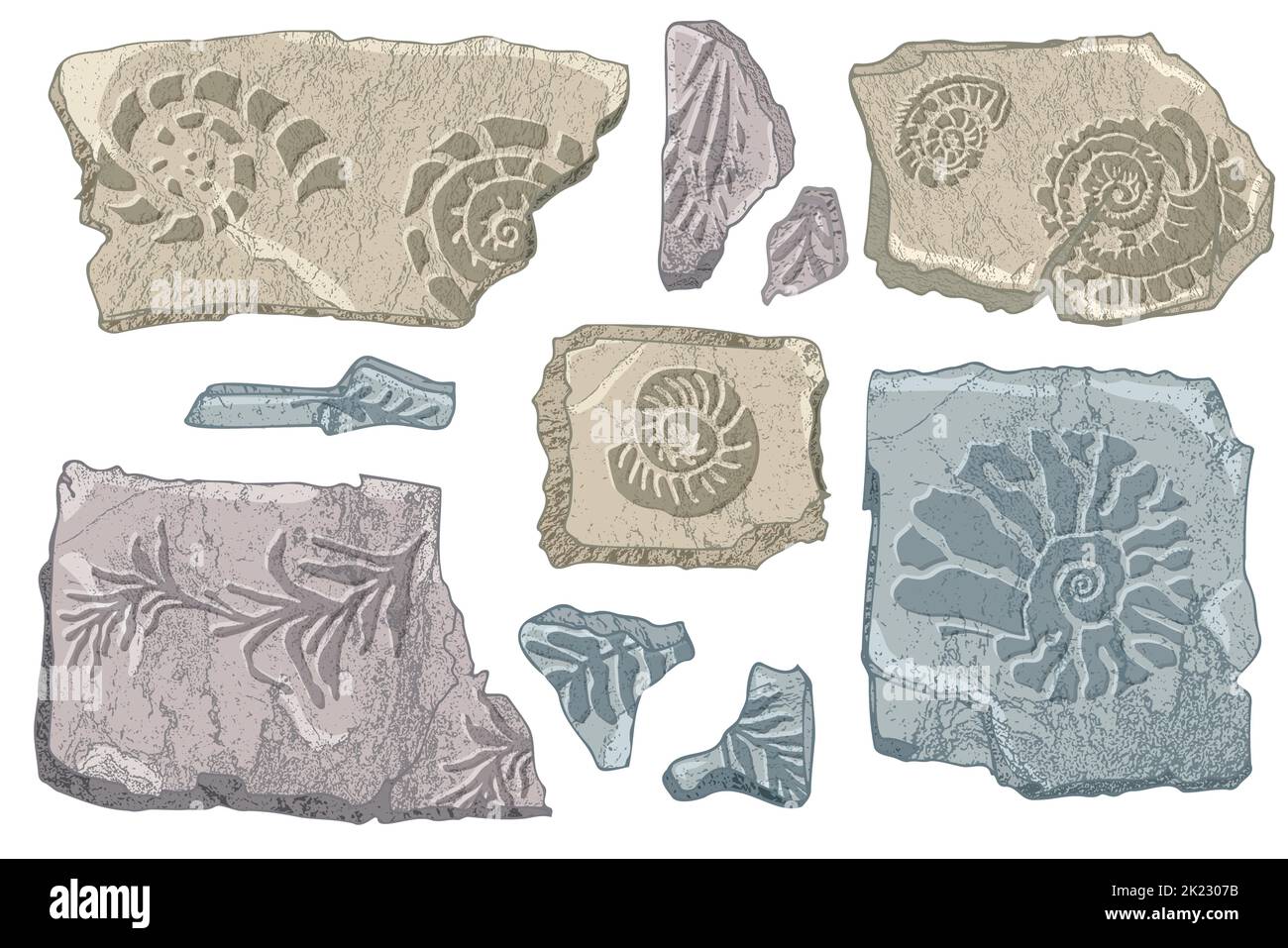 Conjunto de piedras conchas marinas y plantas OCEAN OCEANO dibujado a mano o caracoles Moluscos vieiras Fósil Animales submarinos Náutico y acuario, tema marino Ilustración del Vector
