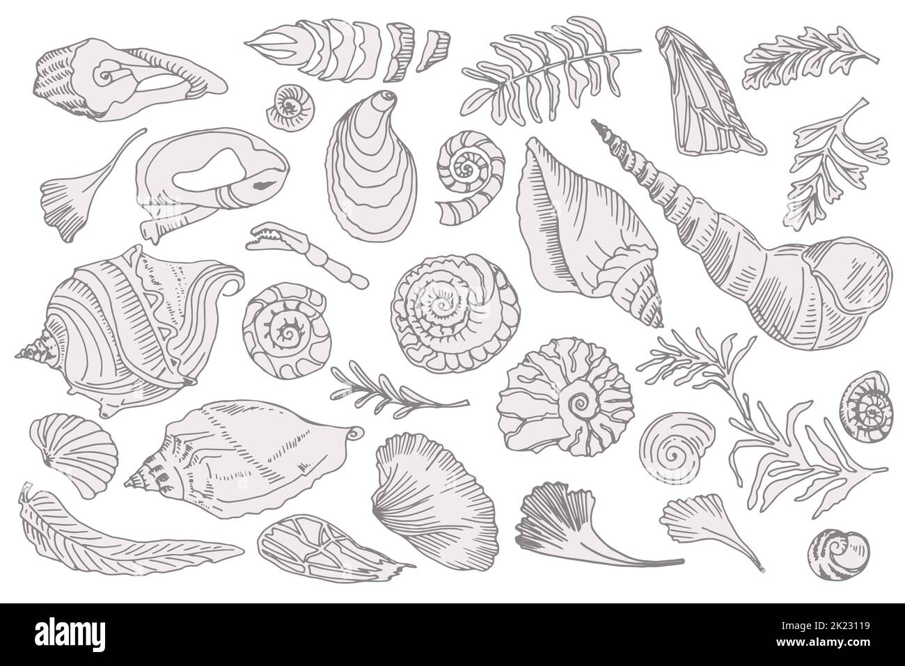 Conjunto de silueta conchas marinas y plantas OCEANO dibujado a mano o caracoles moluscos vieiras Animales subacuáticos Fósil Náutico y acuario, marino Ilustración del Vector