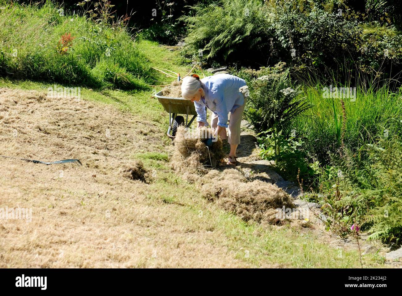 Mujer mayor que trabaja en el jardín recogiendo pasto rastrillado de la pradera de peón cortada en verano después de florecer Carmarthenshire Wales UK 2022 KATHY DEWITT Foto de stock