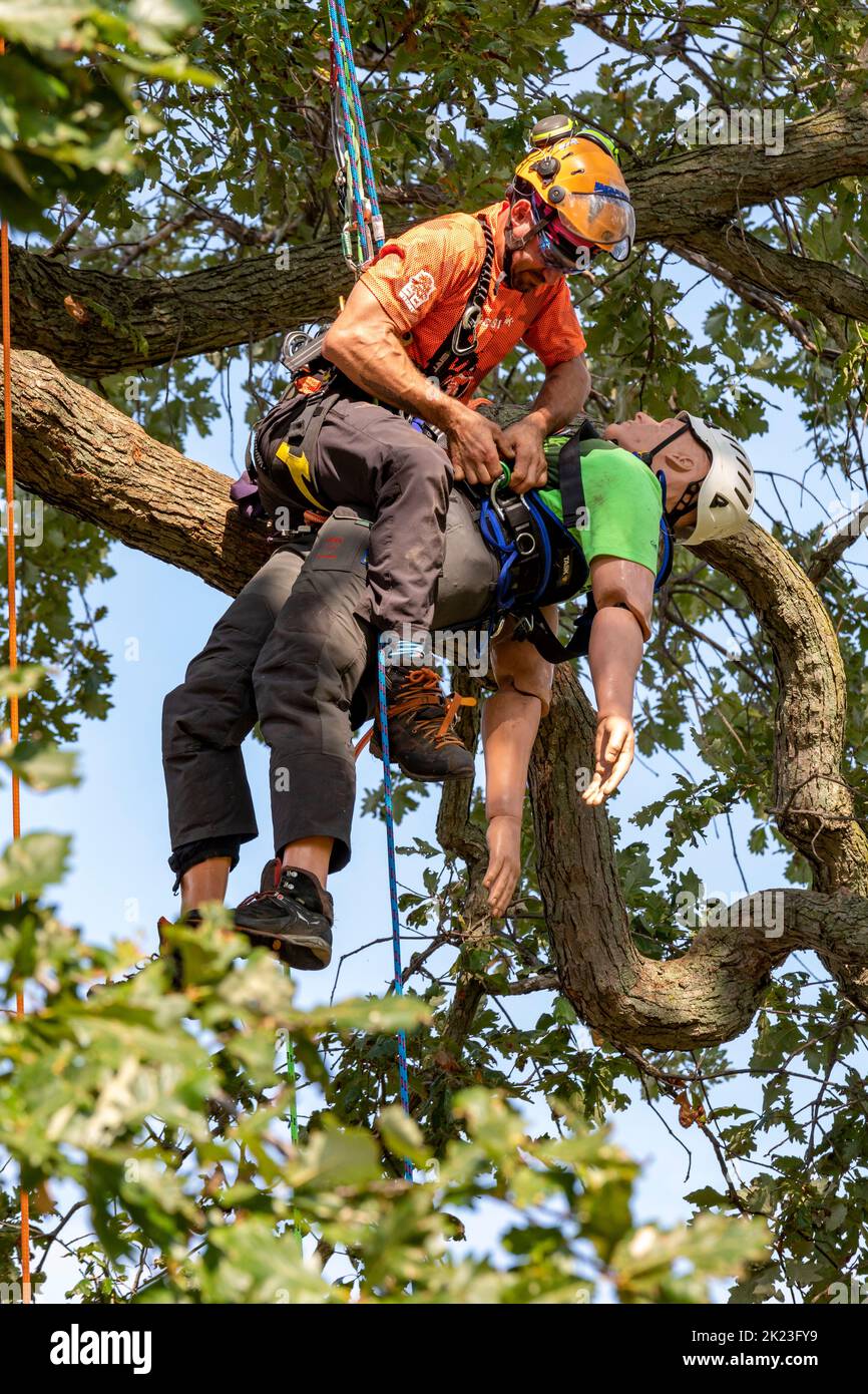 Detroit, Michigan - Arboristas profesionales compiten en el Michigan Tree Climbing Championship. En este caso, los escaladores compiten para r Foto de stock
