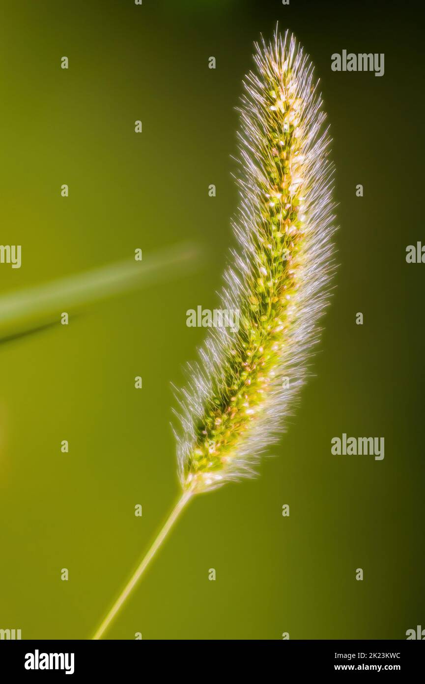 Setaria viridis retroiluminada en los campos cercanos a Kiev en Ucrania Foto de stock