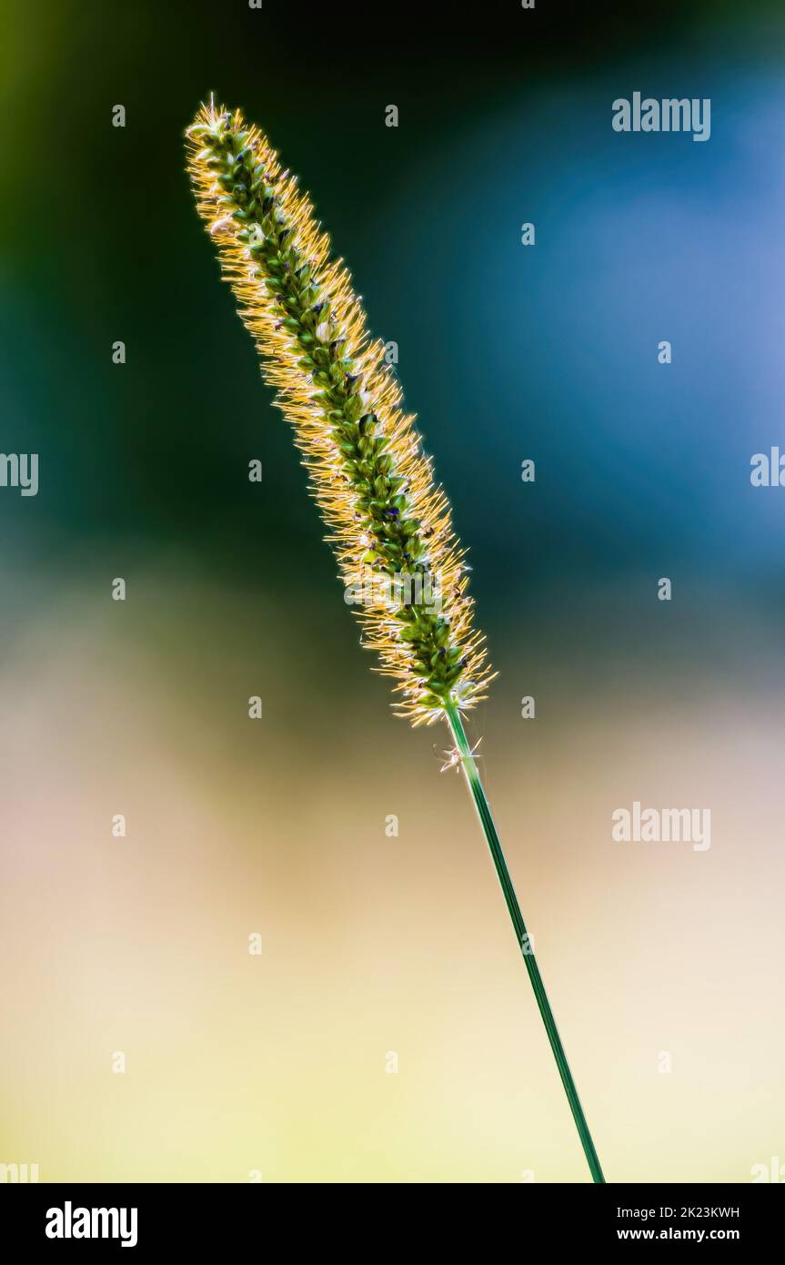 Setaria viridis retroiluminada en los campos cercanos a Kiev en Ucrania Foto de stock