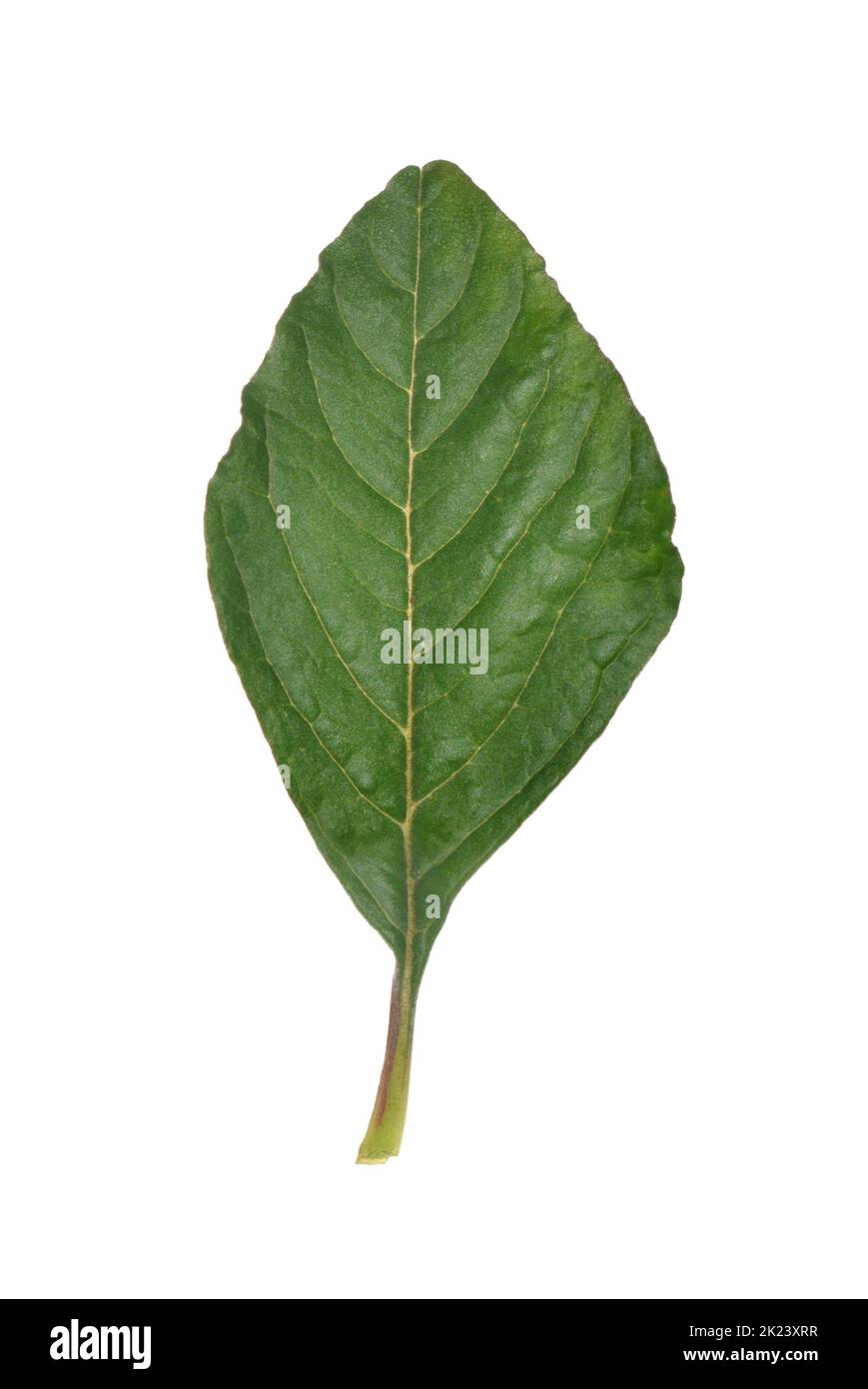 Amaranto común - Amaranthus retroflexus Foto de stock
