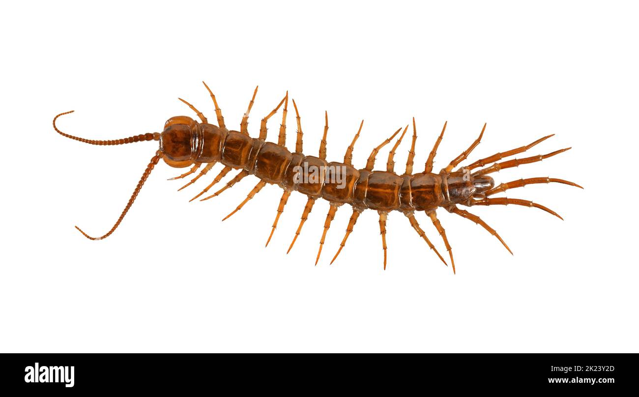 Centipede marrón - Lithobius forficatus Foto de stock
