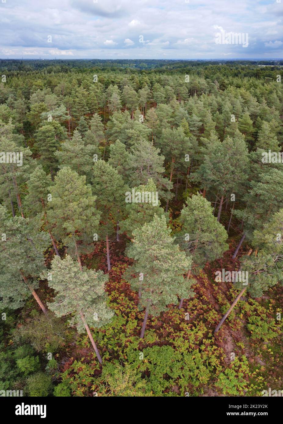 Plantación de pino silvestre - Pinus sylvestris Foto de stock
