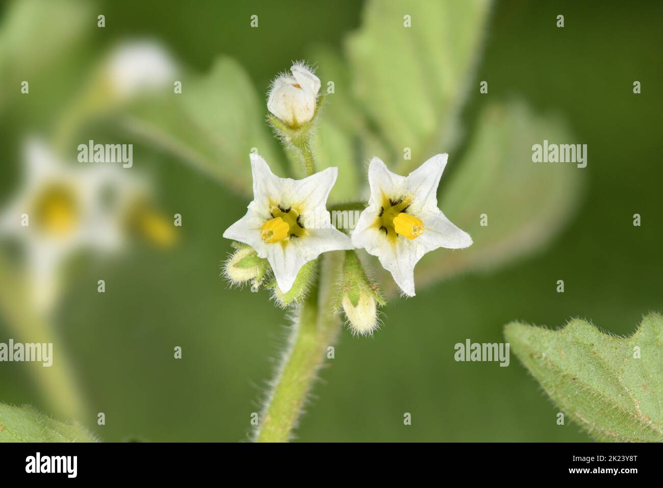 Sombra Verde - Solanum nitidibacatum Foto de stock