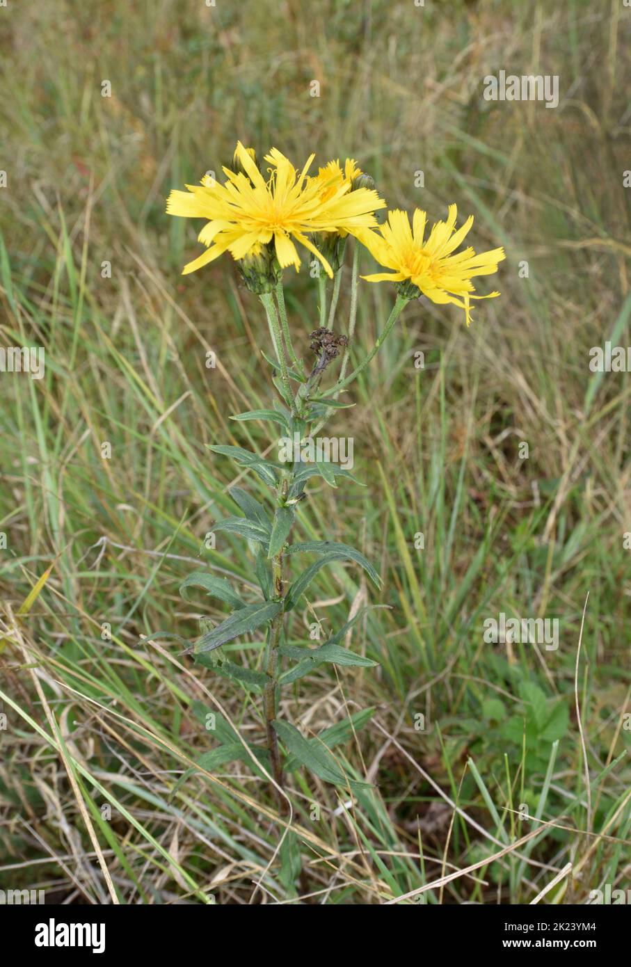 Umbellate Hawkweed - Hieracium umbellatum Foto de stock