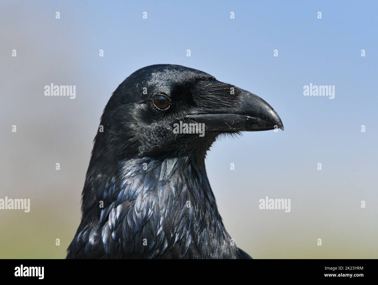 - Cuervo común Corvus corax Foto de stock