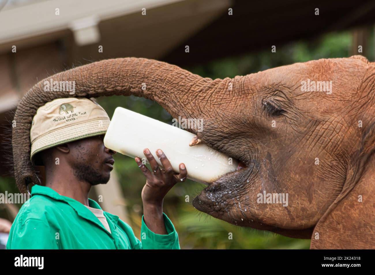 Nairobi, Kenia - 28 de octubre de 28 2017: Un hombre que alimenta con leche a un bebé elefante en el David Sheldrick Wildlife Trust Center (orfanato de elefantes). Foto de stock