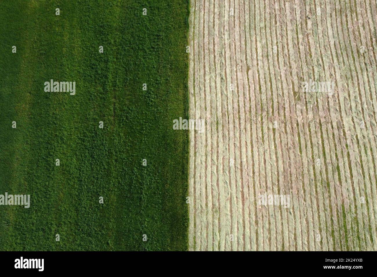 Los campos cultivados con trigo, una mitad del campo ya se aró y se