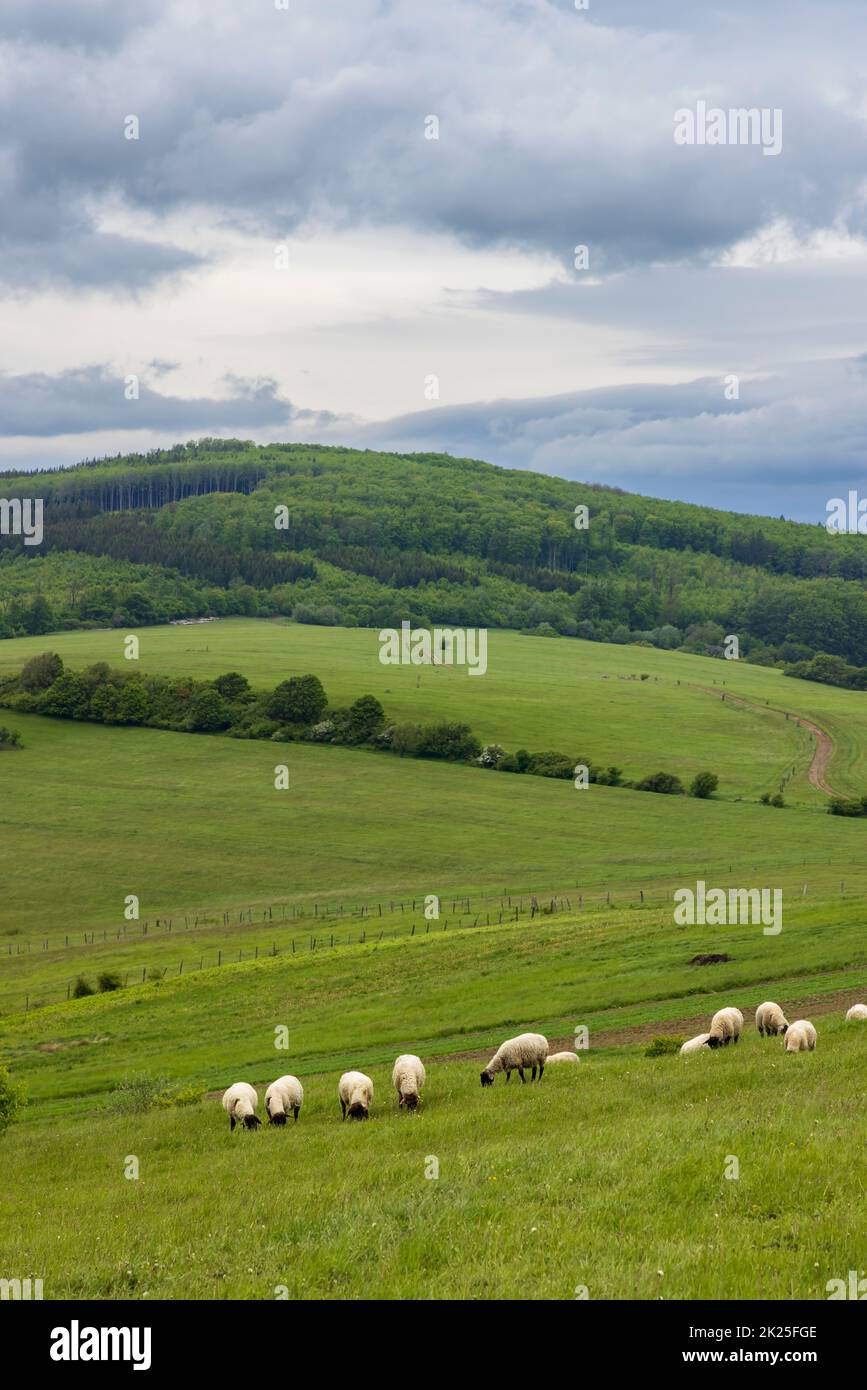Paisaje primaveral con ovejas blancas en los Cárpatos blancos, República Checa Foto de stock