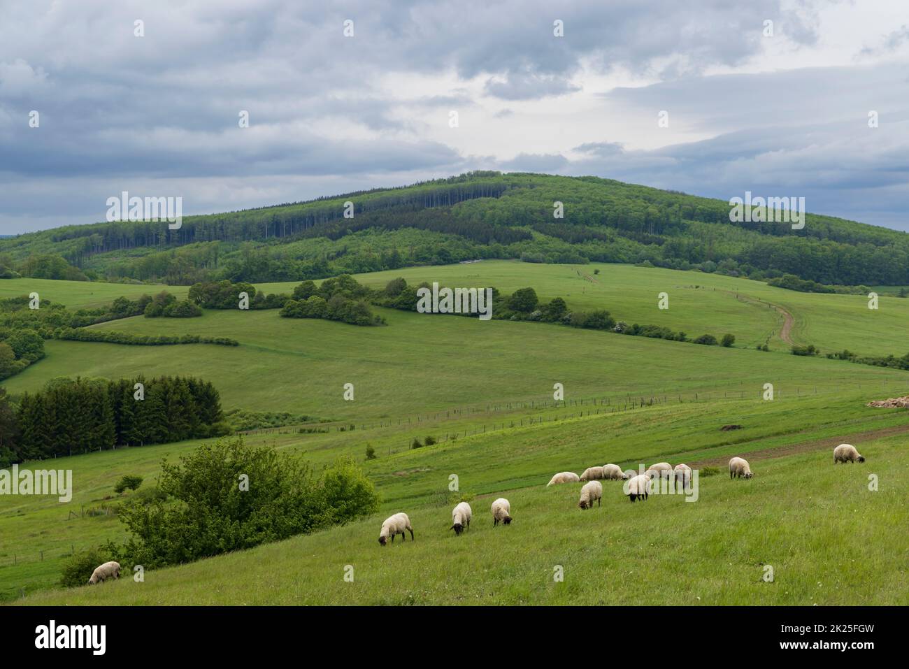 Paisaje primaveral con ovejas blancas en los Cárpatos blancos, República Checa Foto de stock