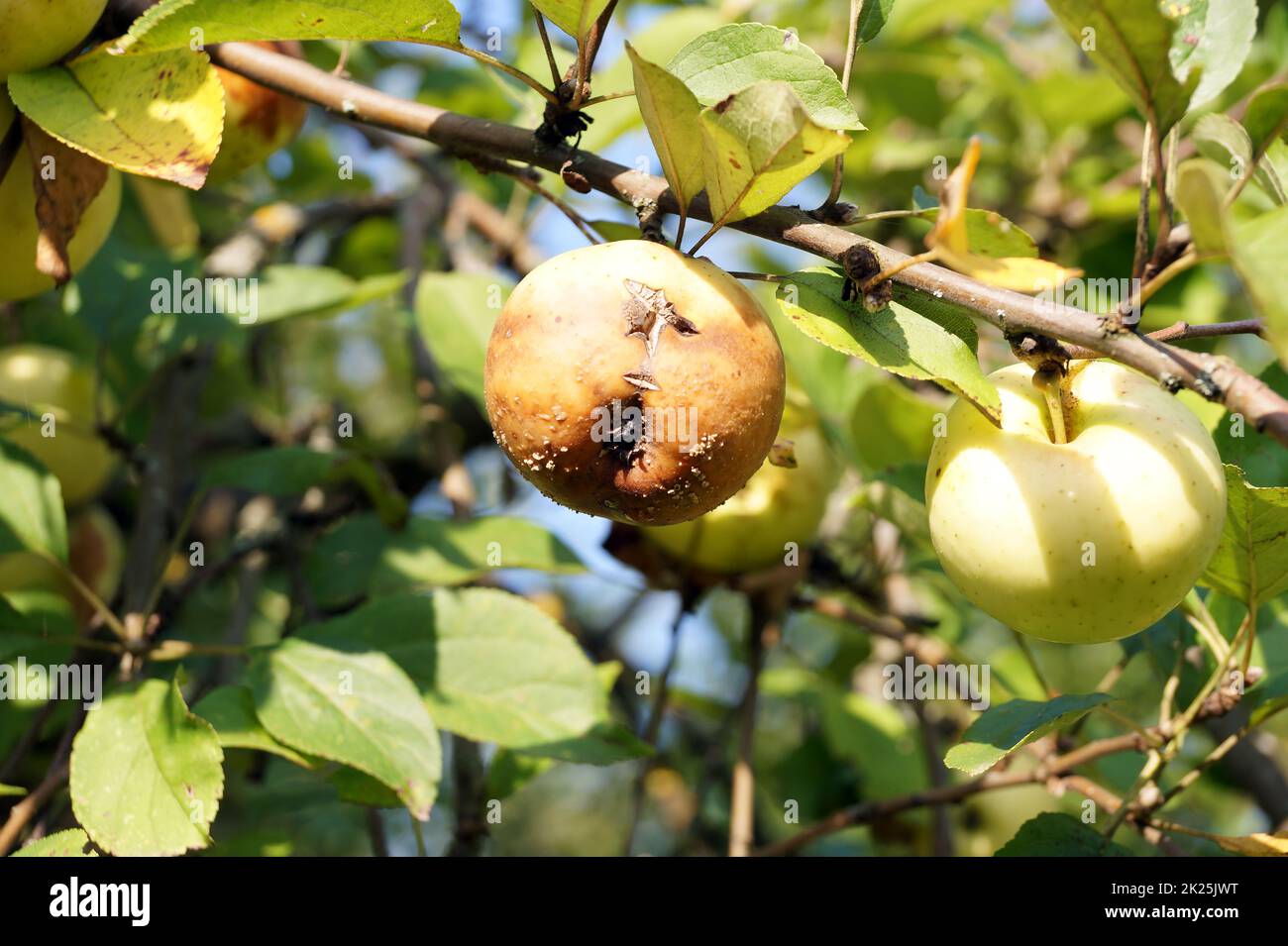 Manzana podrida en una rama de árbol Foto de stock