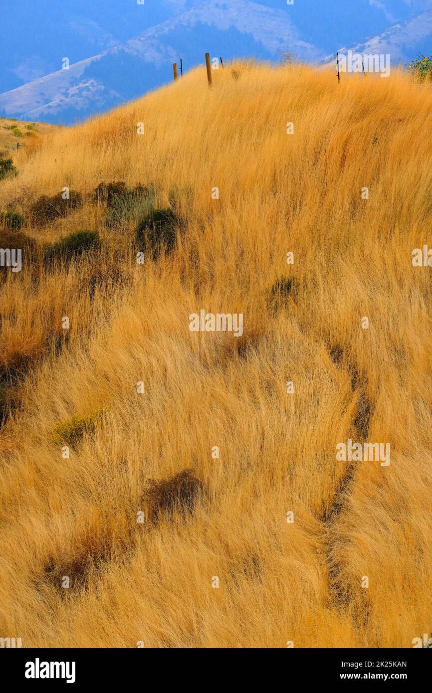 Hierba marrón seca larga en la ladera de la colina con sendero y montañas Foto de stock