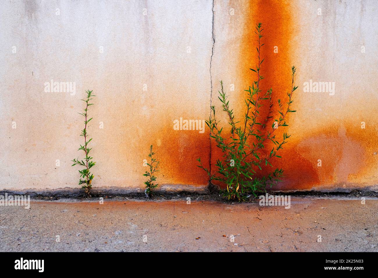 Las malas hierbas crecen en la grieta de la acera con la pared oxidada Foto de stock