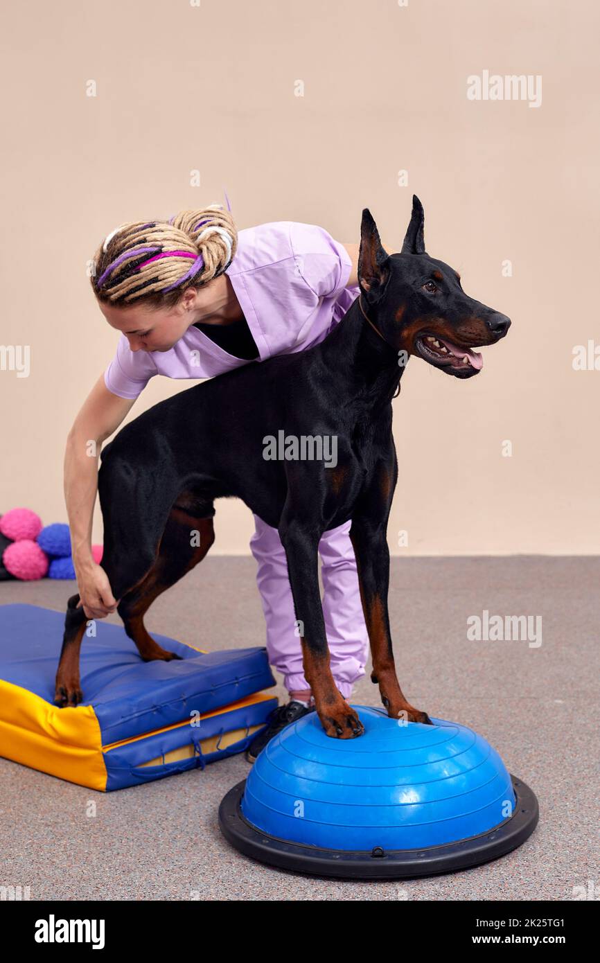 El perro está comprometido en forma física con el masaje y la alfombra