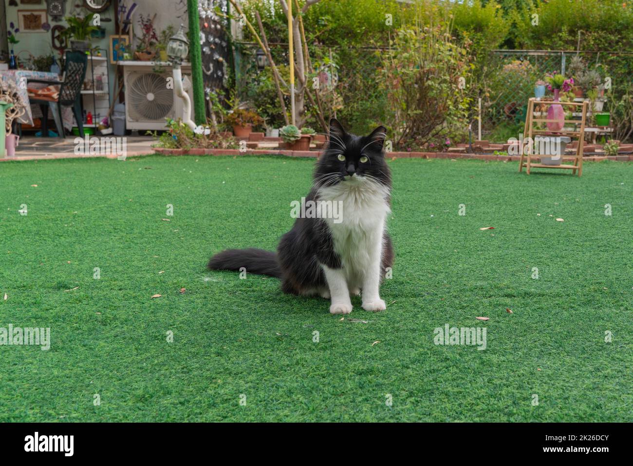 Gato negro con bigote blanco sobre césped verde Foto de stock