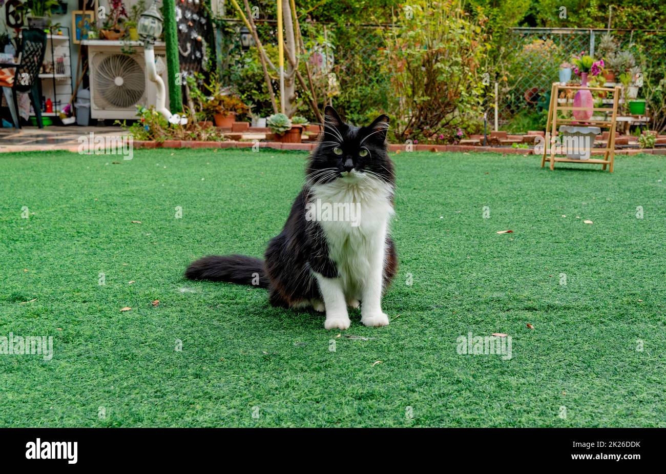 Gato negro con bigote blanco sobre césped verde Foto de stock