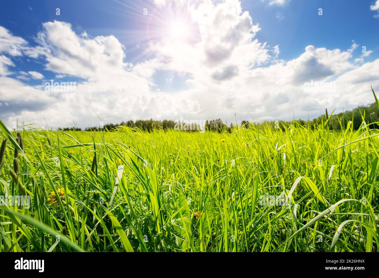 Fondo de hierba verde fresco en el soleado día de primavera Foto de stock