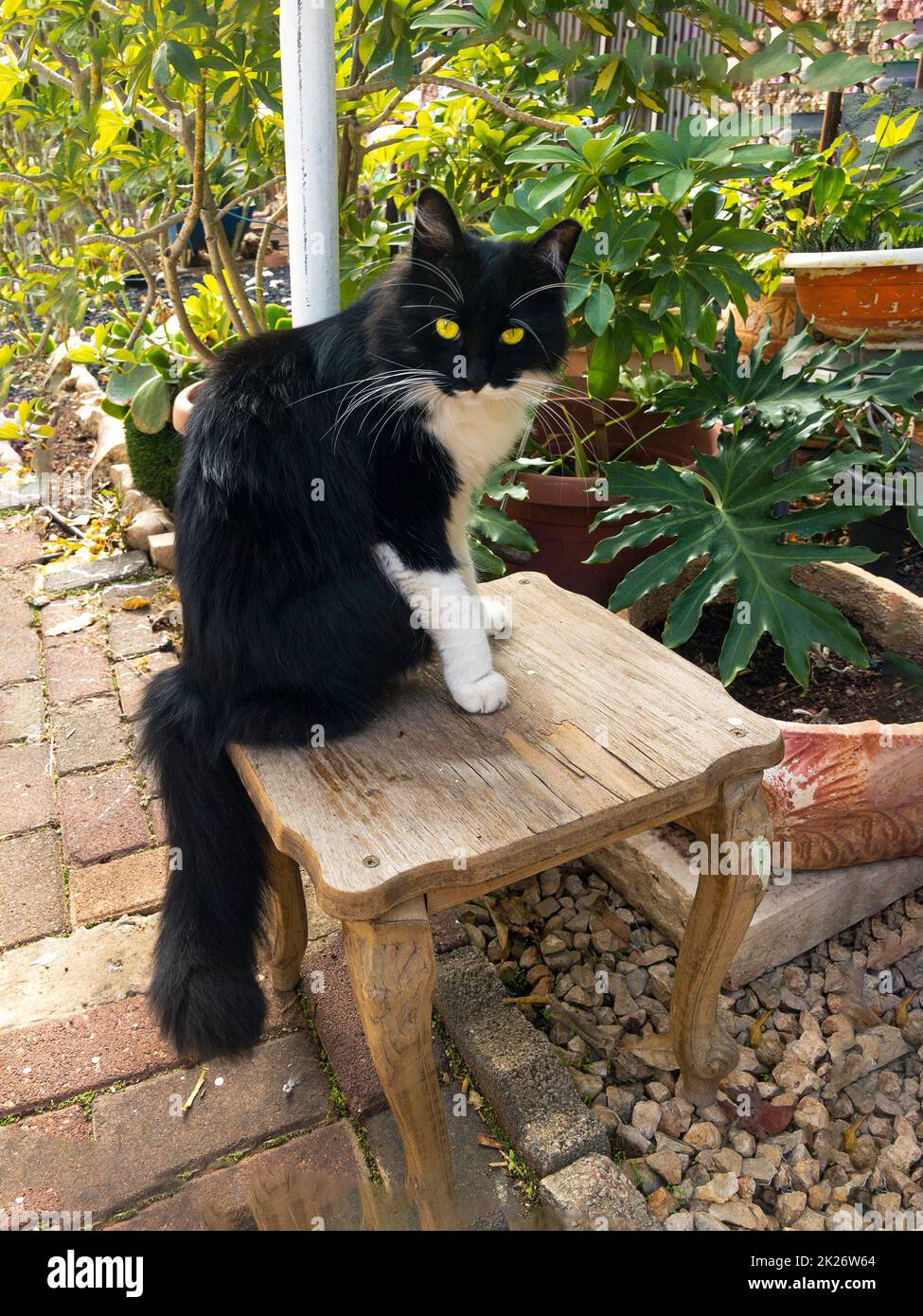 Gato negro con ojos amarillos sentado en una silla en el jardín Foto de stock