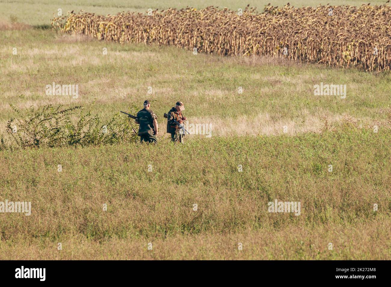 Dos cazadores armados con rifles esperan para disparar a sus presas en un campo con girasoles secos en el fondo Foto de stock