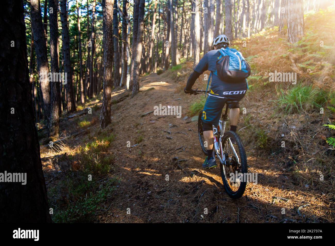 Bicicleta de montaña en el bosque otoñal del Palatinado Foto de stock