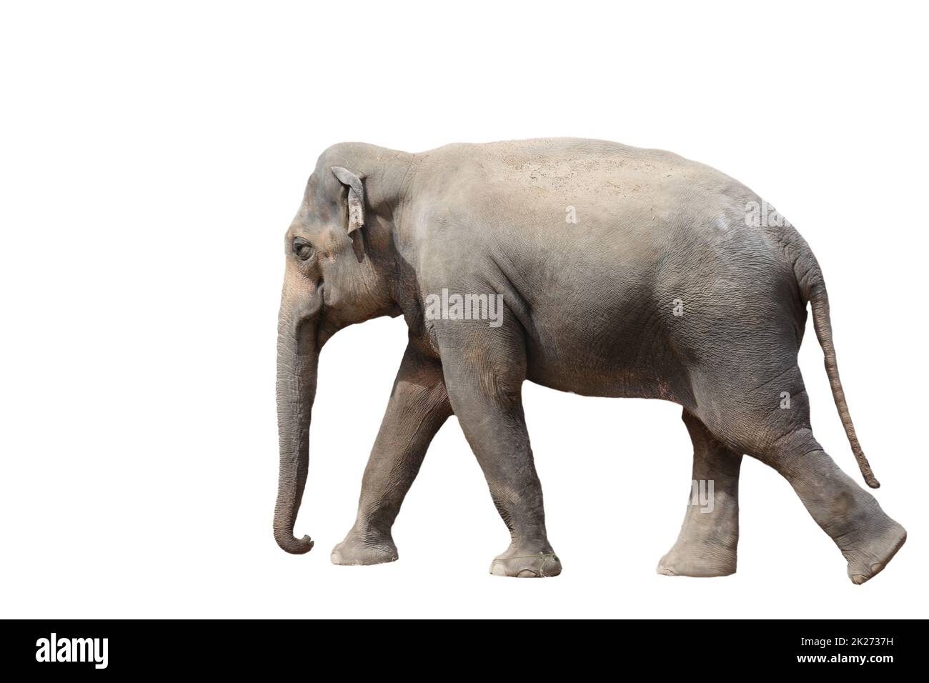Elefante aislado sobre fondo blanco. Foto de stock