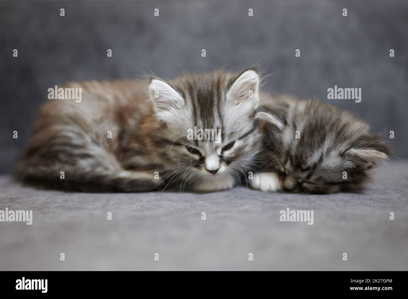 Los gatitos grises adorables duermen en un sofá vista de cerca Foto de stock