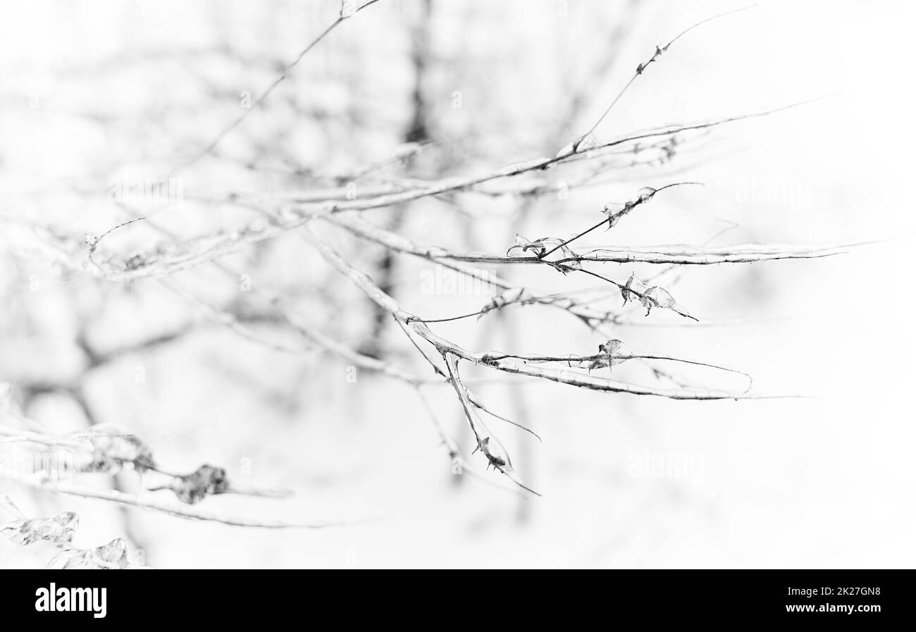 Flores de una hierba de hoja caduca, arbustos cubiertos de corteza de hielo después de la lluvia helada, fragmento, fondo. Foco seleccionado Foto de stock