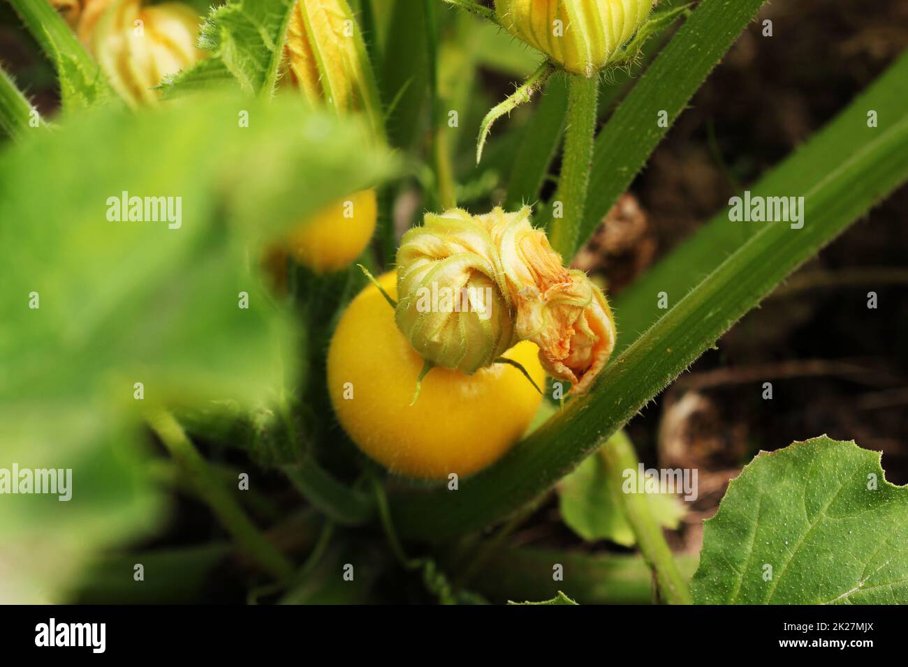 Calabacín amarillo redondo con hojas verdes y flores amarillas que crecen en el jardín Foto de stock