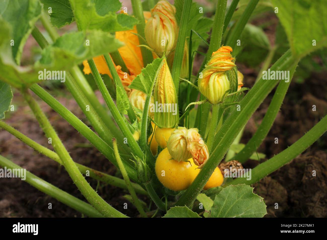 Calabacín amarillo redondo con hojas verdes y flores amarillas que crecen en el jardín Foto de stock