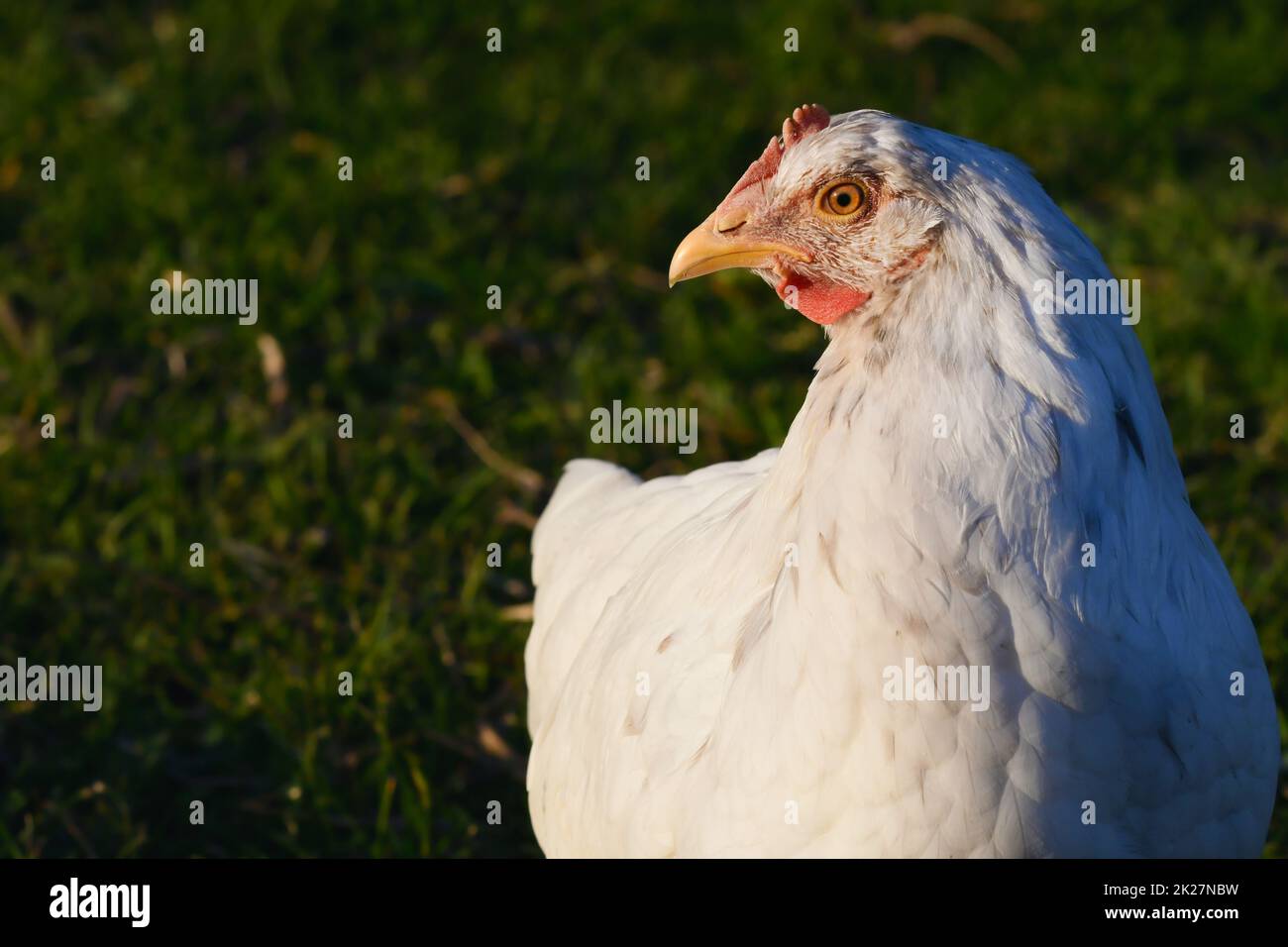 Retrato de una gallina blanca con fondo natural. Foto de stock