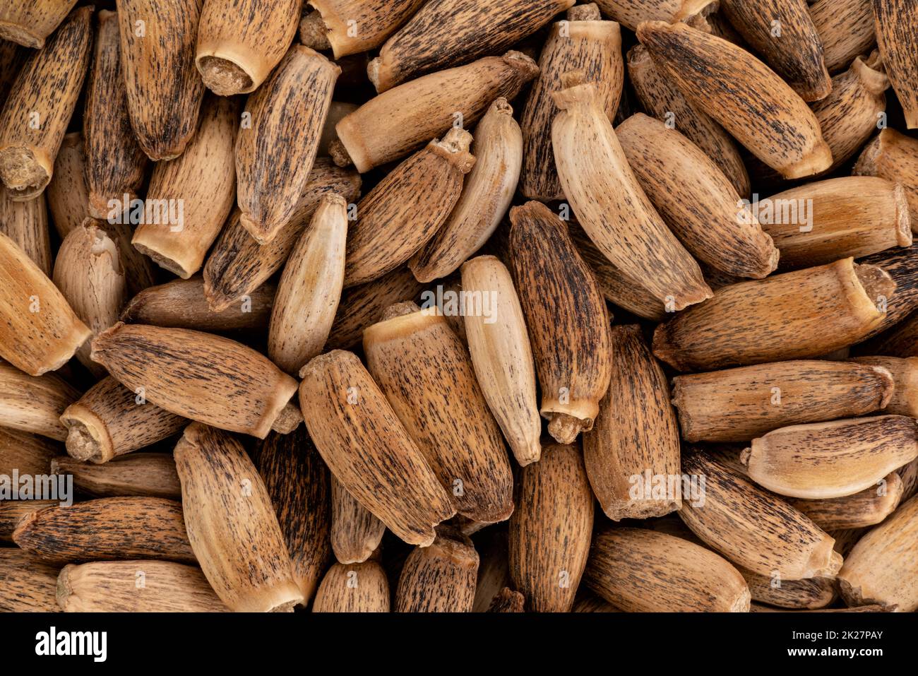 Montón de semillas de cardo de leche bendita - Silybum marianum - Detalle de microscopía de primer plano desde arriba, ancho de imagen 23mm Foto de stock