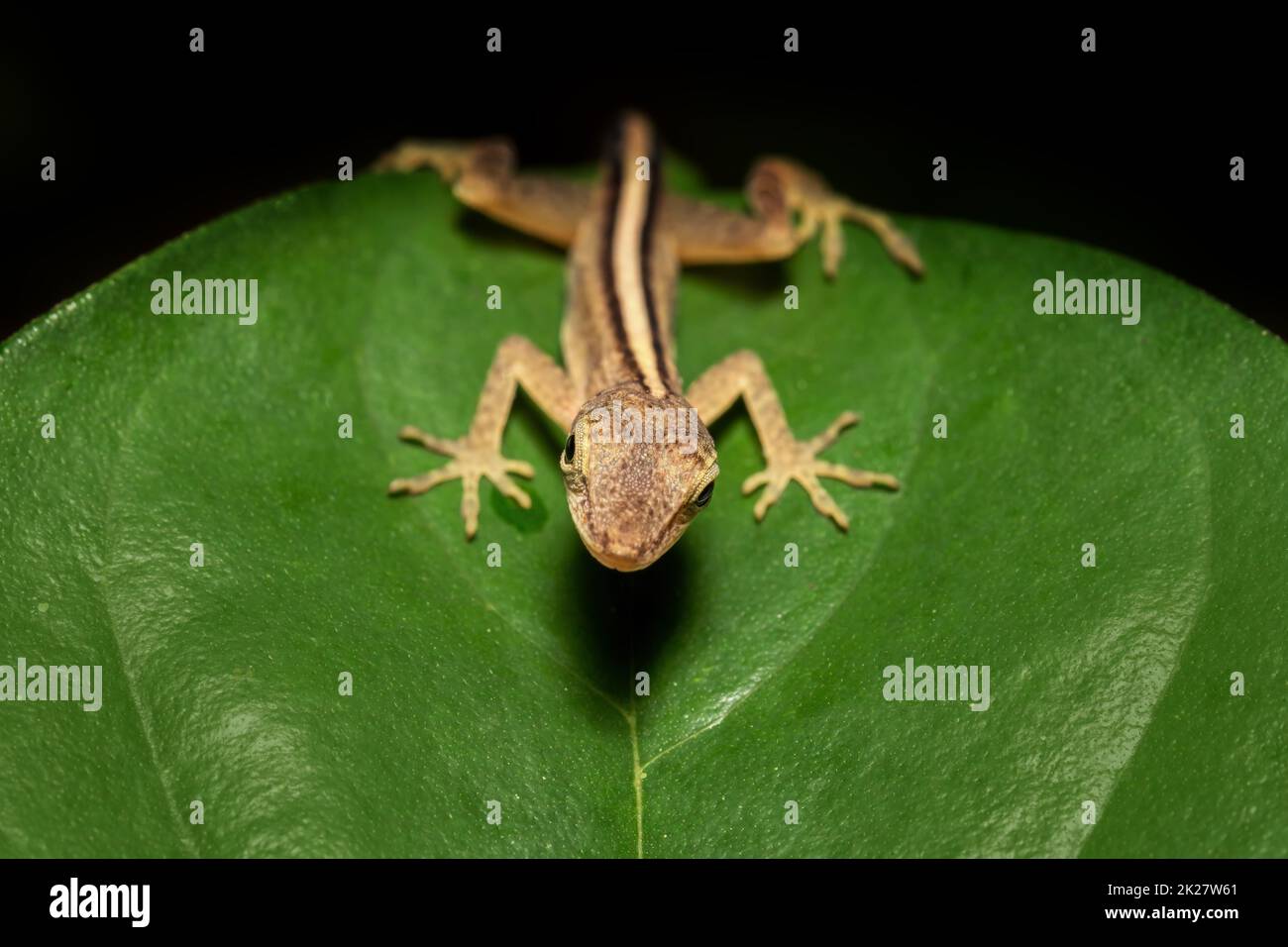 Lindo lagarto Anolis limifrons en hoja verde, Refugio de Vida Silvestre Cano Negro, Costa Rica fauna y flora Foto de stock