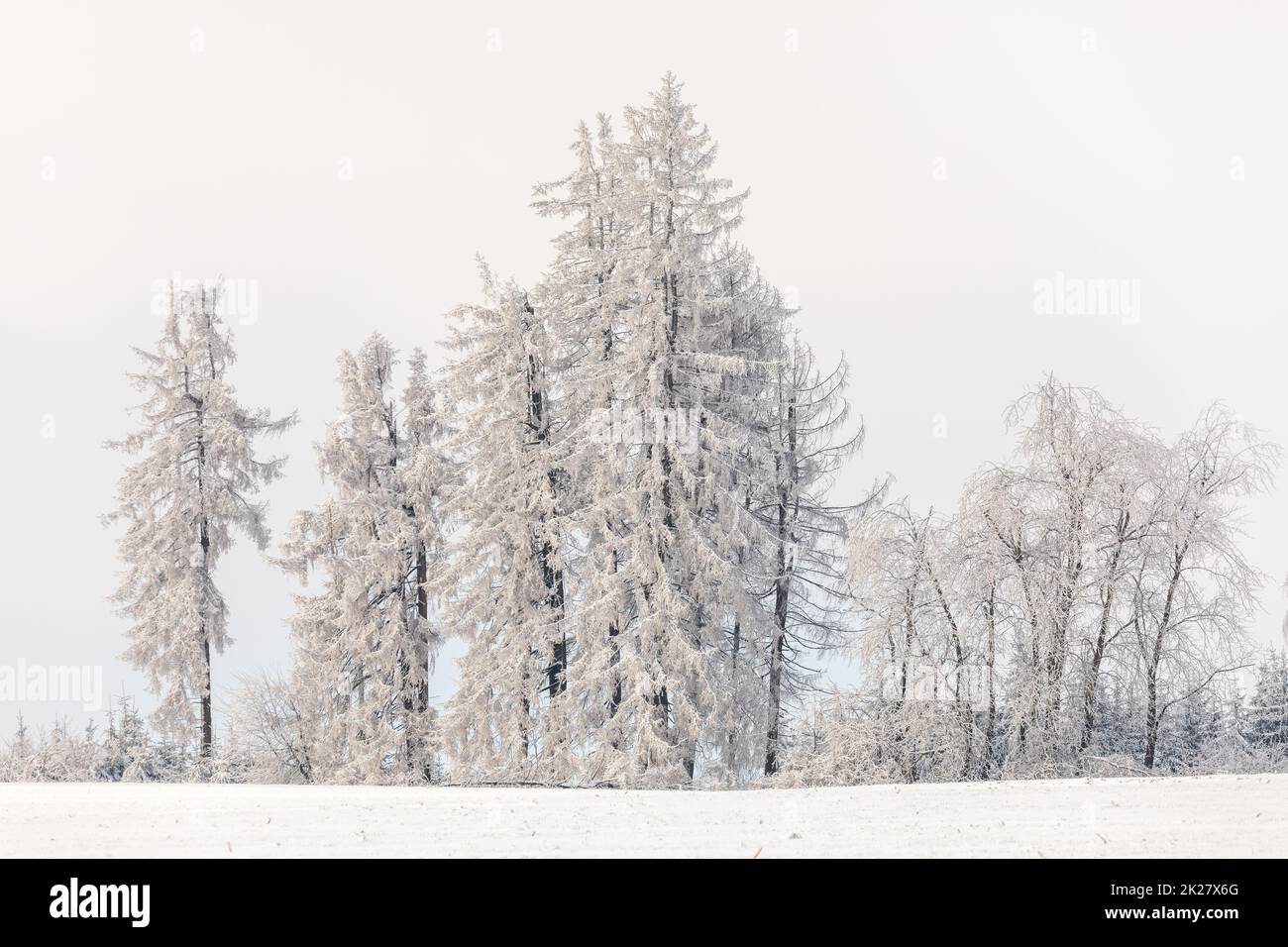 Abeto cubierto de nieve blanca República Checa, Vysocina región alta Foto de stock