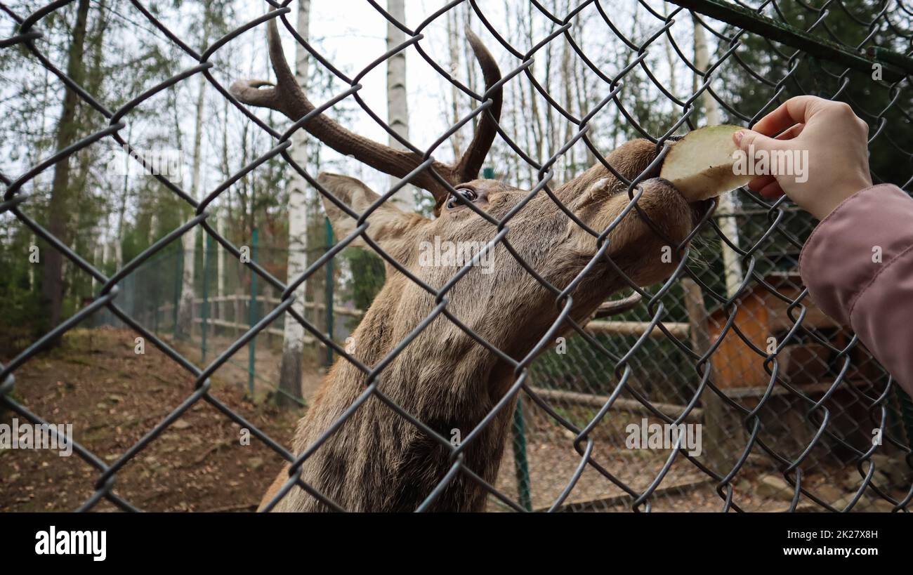 Una mujer alimenta a un ciervo con cuernos a través de una valla en un zoológico. El ciervo come remolacha de azúcar de una mano femenina. Foto de stock